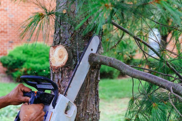 Best Tree Removal Services  in Black Diamond, FL